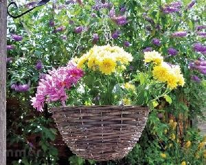 GAZEBOS xx - Hanging baskets and planters