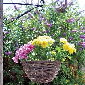 Hanging baskets and planters