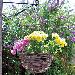 SHIRE LOG CABINS - Hanging baskets and planters